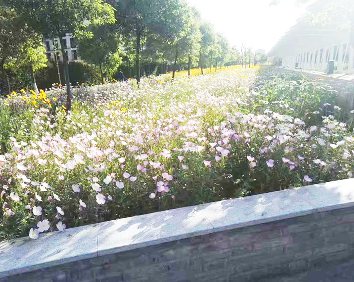 園林綠化的這些好處，你知道嗎？