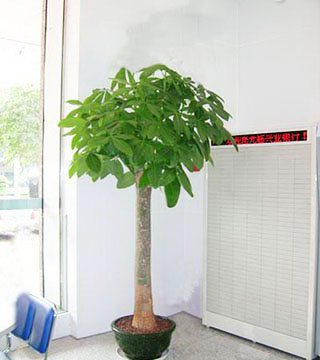 蘇州花卉租賃有什么好處？